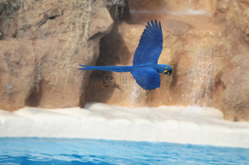 蓝彩热带鹦鹉红色动物情调丛林荒野翅膀白色航班绿色飞行图片