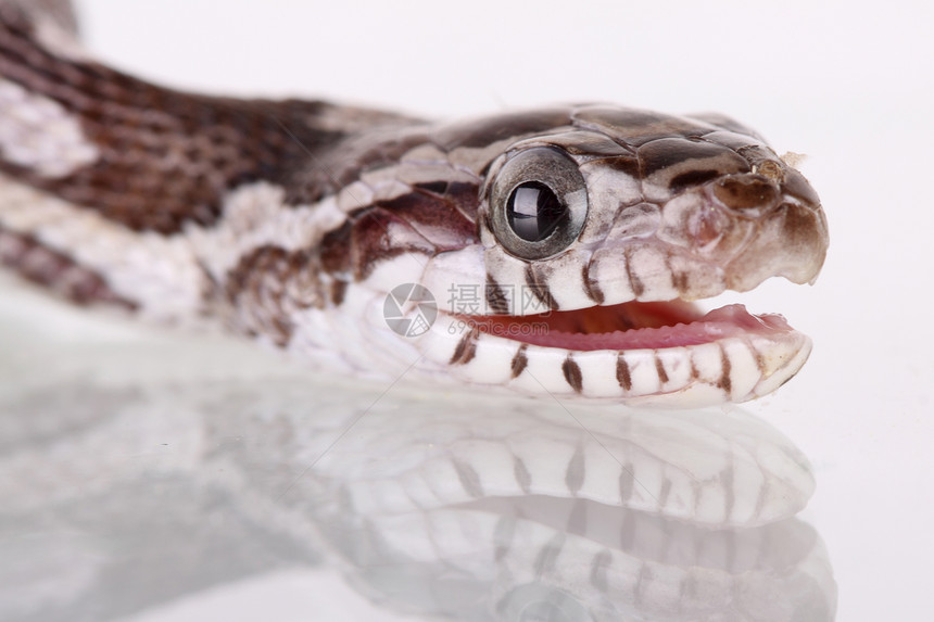 玉米蛇野生动物蛇皮爬虫滑行眼睛图片