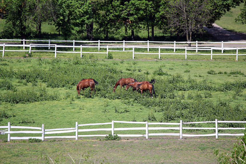 农场空中观察的马匹图片