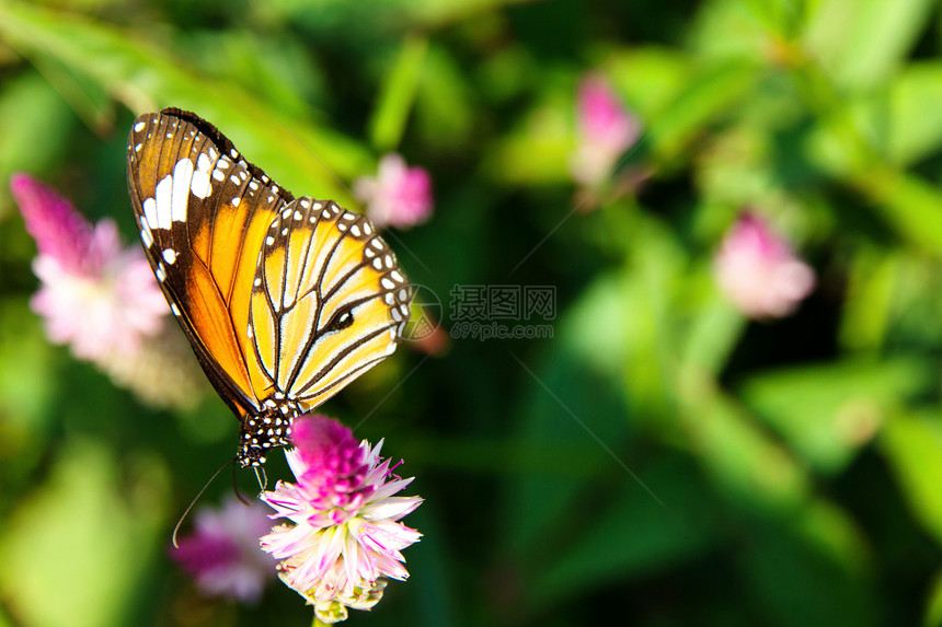 花朵上的达纳斯吉奥提亚蝴蝶飞行黄色花瓣季节叶子宏观昆虫生活绿色中风图片