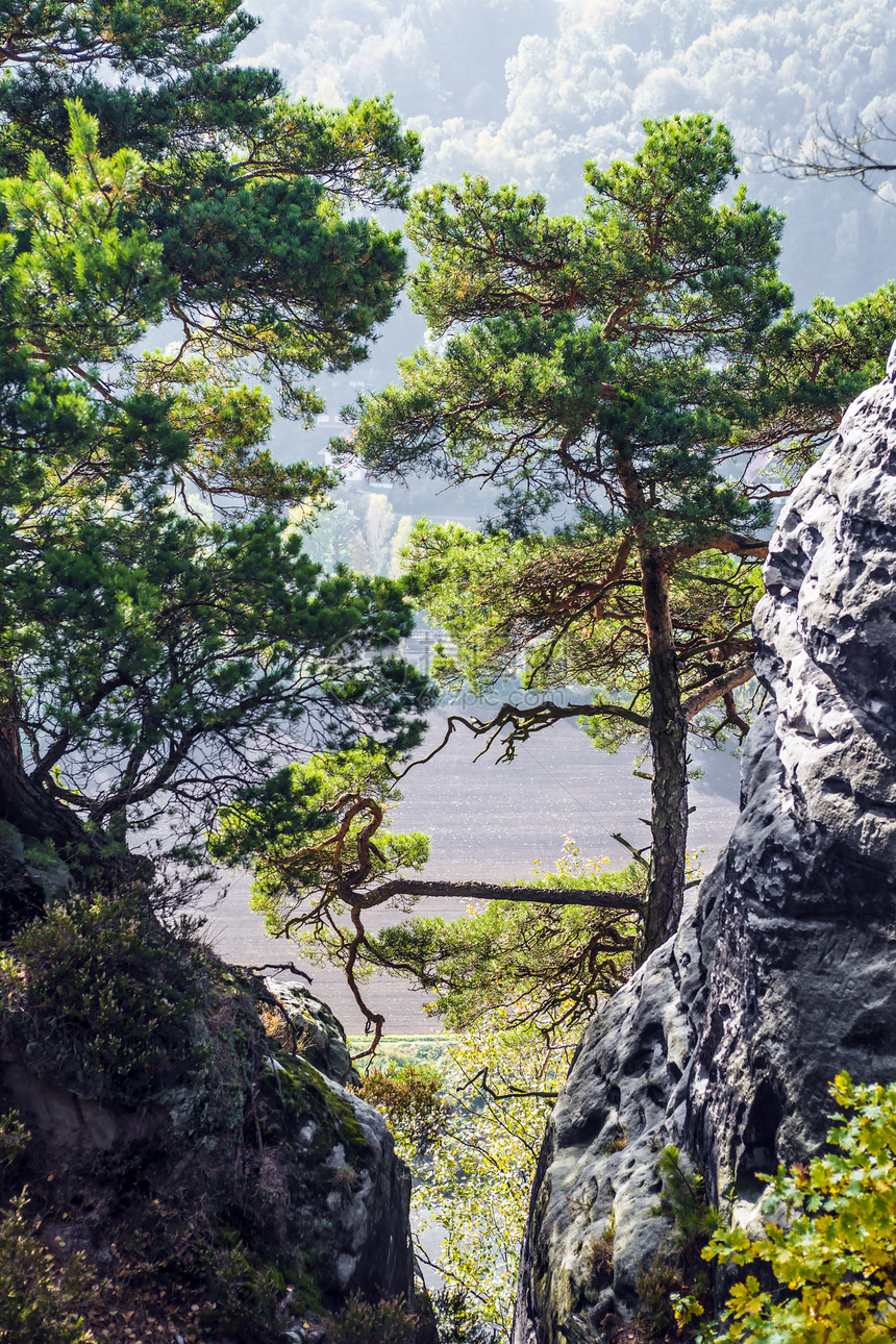 瑞士萨克森的树木图片