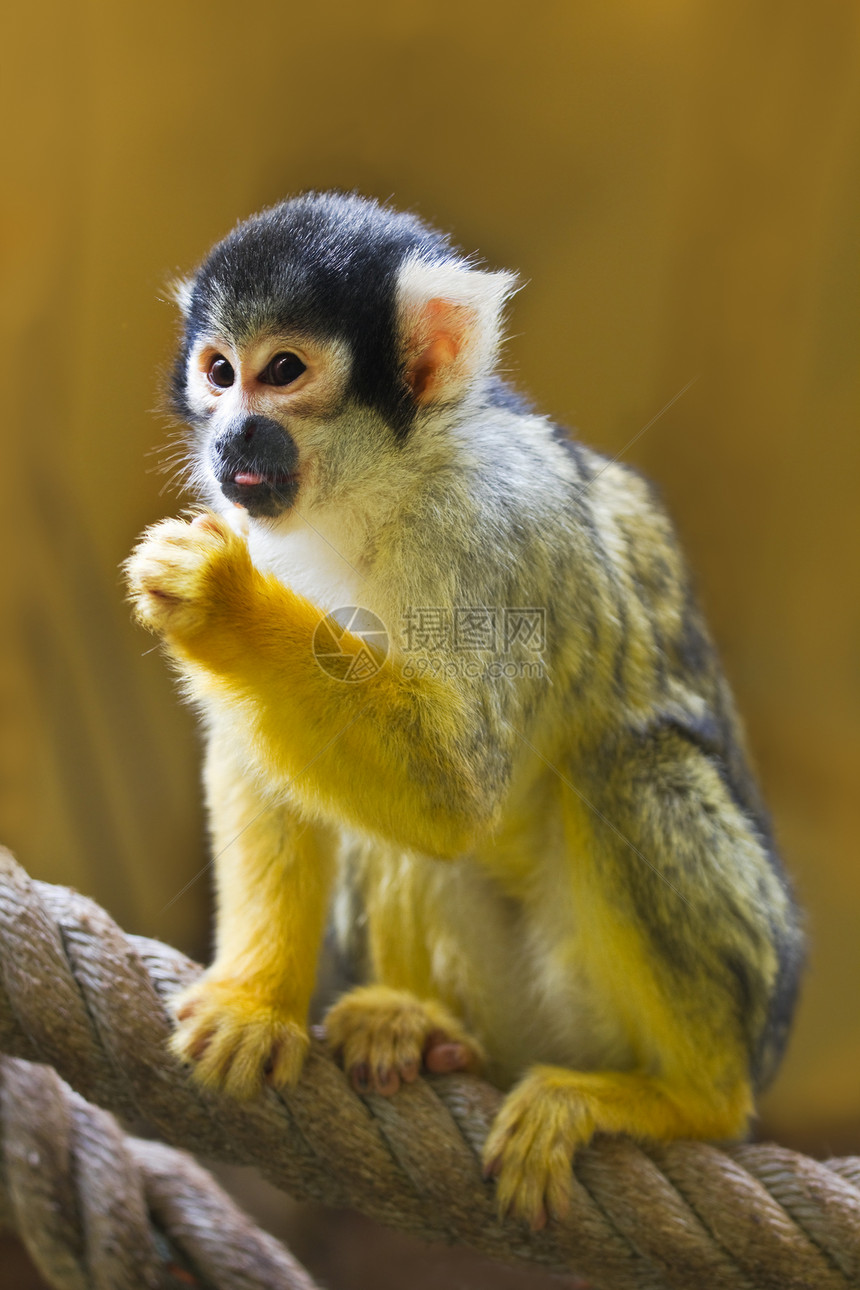 松鼠或猴热带绳索哺乳动物黄色人猿猴子颅骨俘虏白色图片