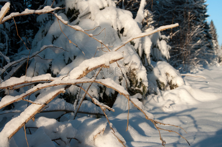 冬季森林松树木头针叶树桦木软木太阳晴天林地植物云杉图片