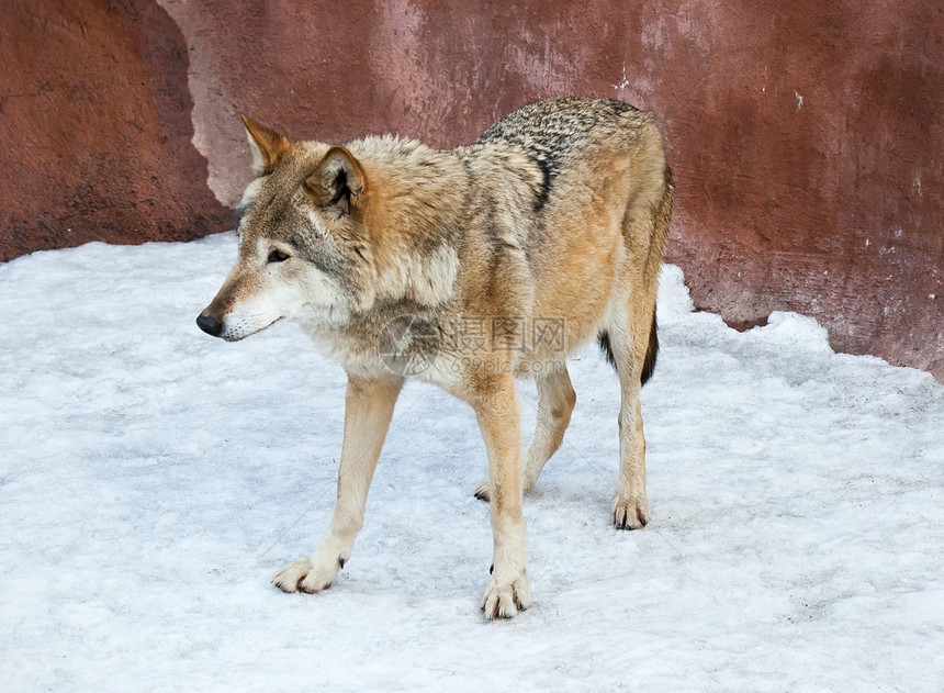 狼动物猎人野生动物毛皮哺乳动物犬类捕食者危险食肉灰色图片