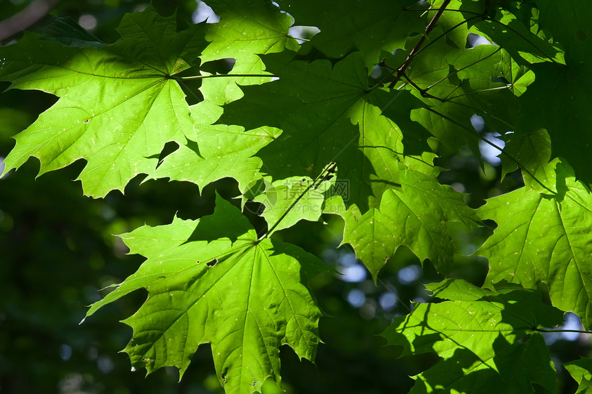 休假背景背景绿色森林植物环境阳光活力叶子树木生长太阳图片