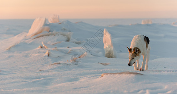 穷成狗冬天的狗运动头发成人冰丘暮光混种日出打猎月亮日落背景
