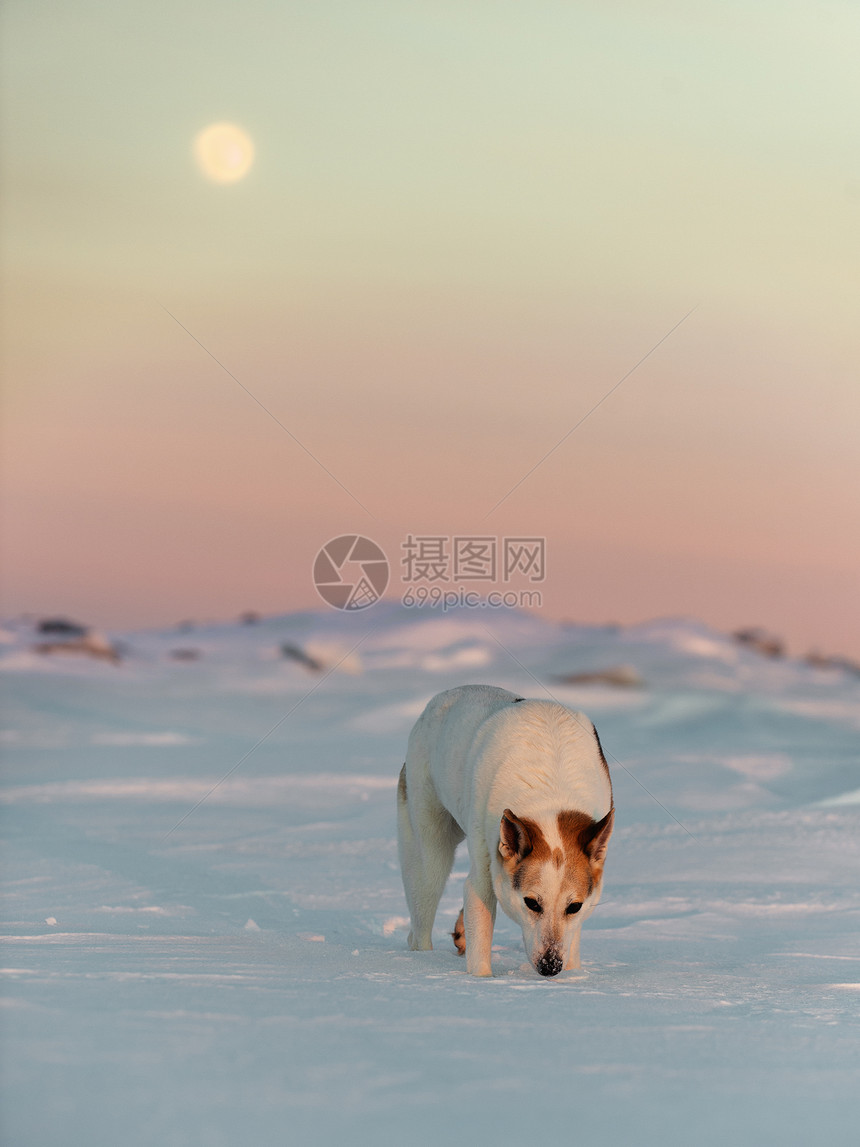 冬天的狗冰丘运动犬类成人宠物哺乳动物行动天气头发混种图片