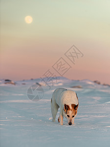 穷成狗冬天的狗冰丘运动犬类成人宠物哺乳动物行动天气头发混种背景