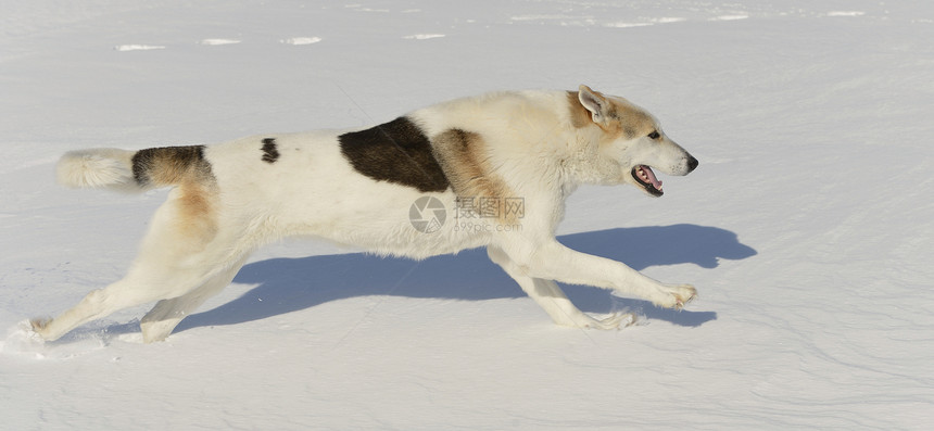 正在运行的狗狗行动荒野季节阳光哺乳动物运动动物森林雪橇跑步图片