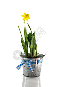 金属花瓶植物含黄色自恋的金属桶绿色花朵花园花盆花瓶白色花瓣植物植物群礼物背景