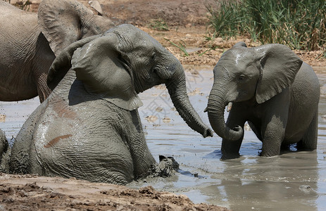 大象泥浴荒野灰色獠牙游泳飞溅动物冷却树干哺乳动物野生动物背景