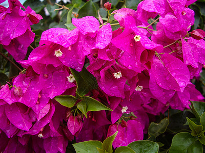 下着雨的布干维尔植物植物群绿色叶子花瓣衬套雨滴粉色高清图片