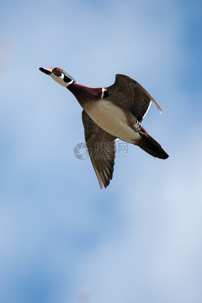 正在飞行中的雄木鸭活力账单天空眼睛网络荒野鸭子野生动物水鸟水禽图片