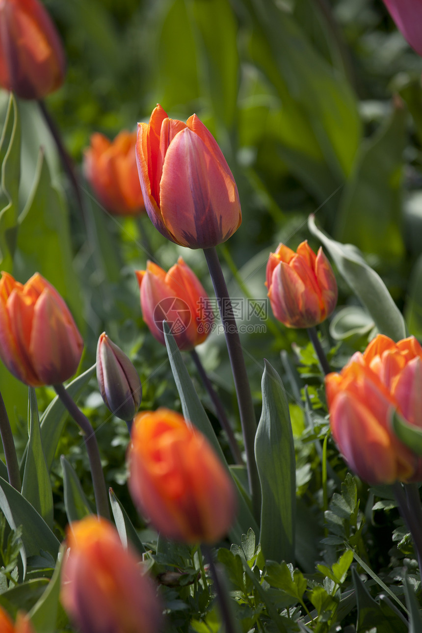 橙色郁金花郁金香植物群生长香味场地粉色花园园艺图片