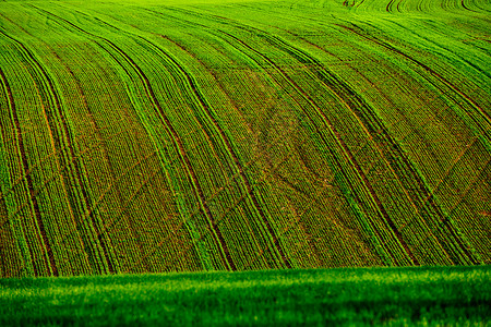 绿野场地农业小麦背景图片