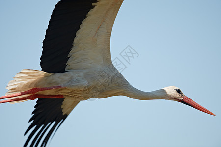 飞鹤迁移翅膀野生动物脖子自由天空荒野动物栖息地飞行背景图片