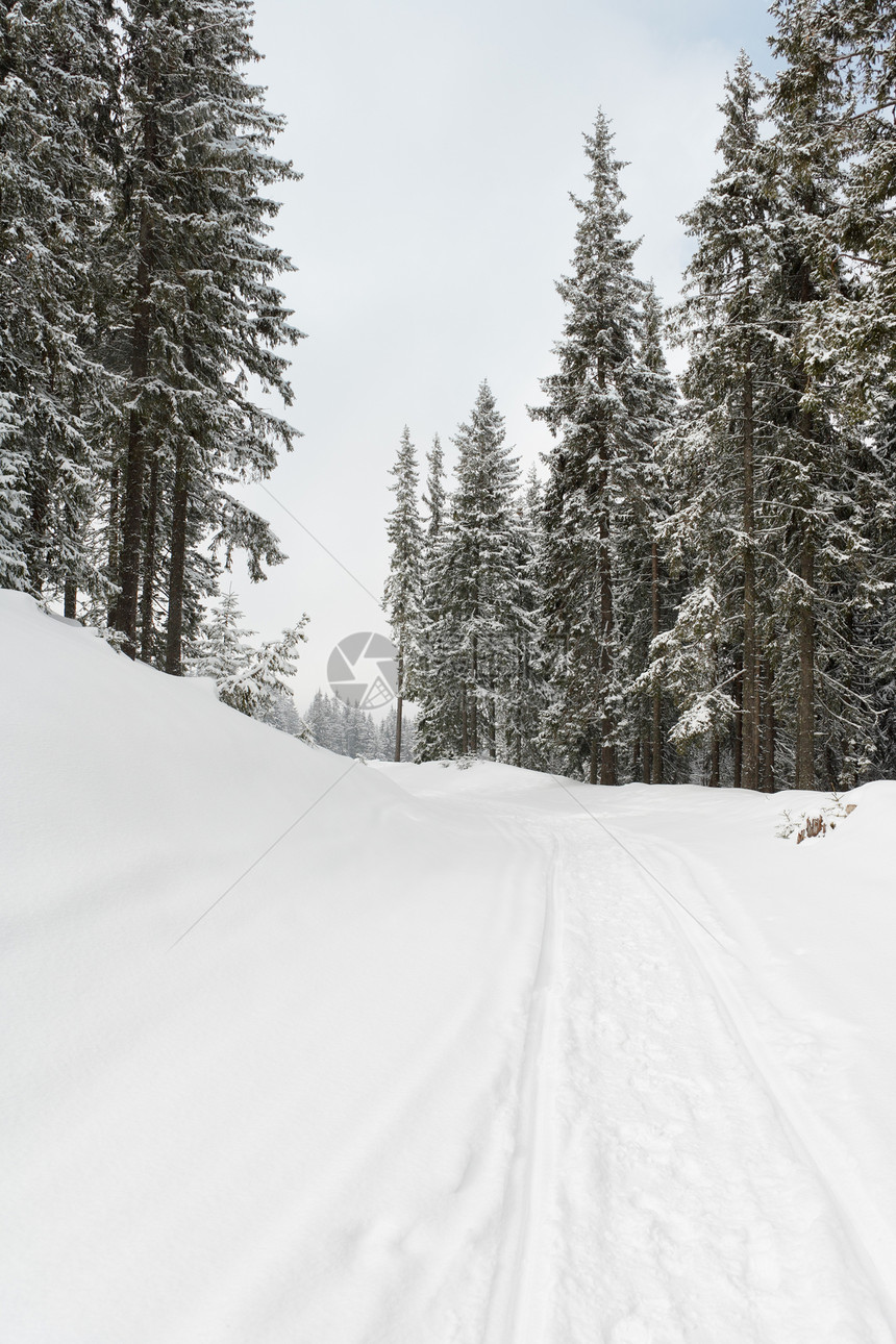 冬季森林中的道路季节小路场景风景白色松树图片