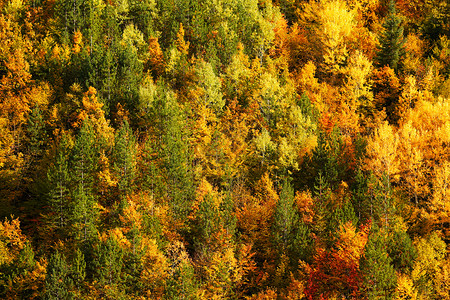 秋季森林木头季节黄色背景图片
