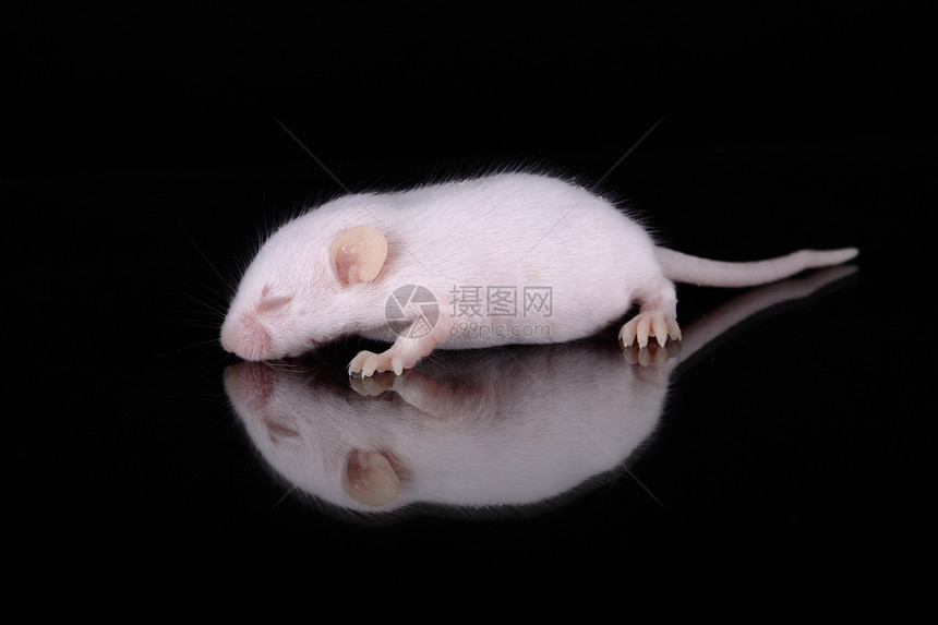 白老鼠动物毛皮耳朵害虫哺乳动物白色尾巴乐趣头发宠物图片
