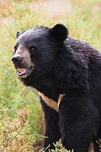 亚洲黑熊肖像大熊猫动物野生动物高清图片
