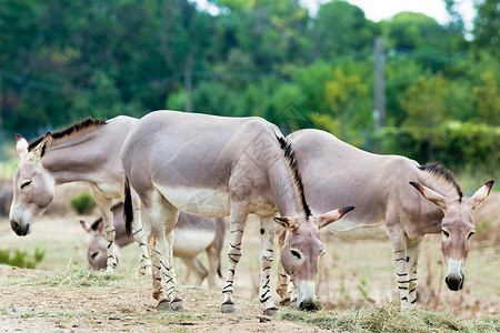 索马里野驴团体背景图片