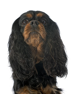 骑兵骑士王查尔斯成人黑色猎犬棕色动物犬类宠物女性小狗黄褐色背景图片