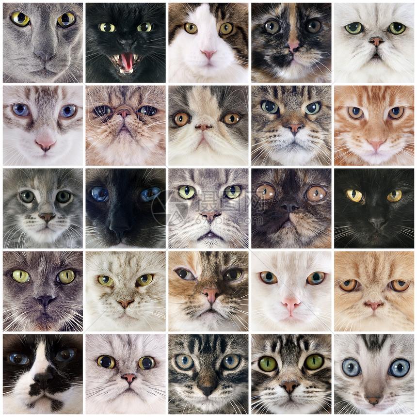 一组猫男性灰色图片动物女性宠物小猫虎斑白色剪辑图片
