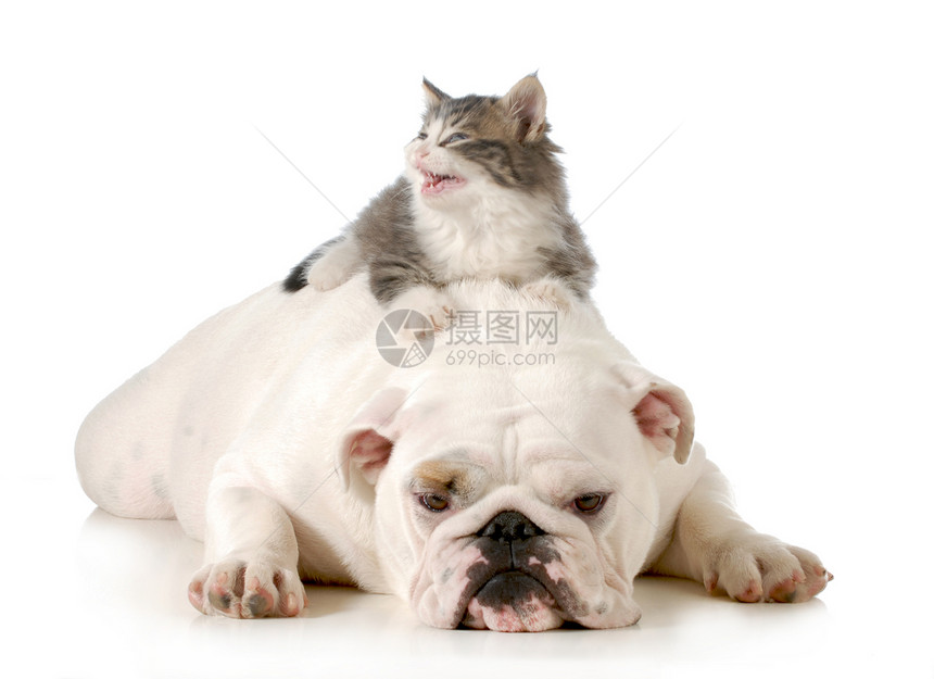 狗和猫情感小猫小狗友谊斗牛犬英语朋友们反射白色舌头图片