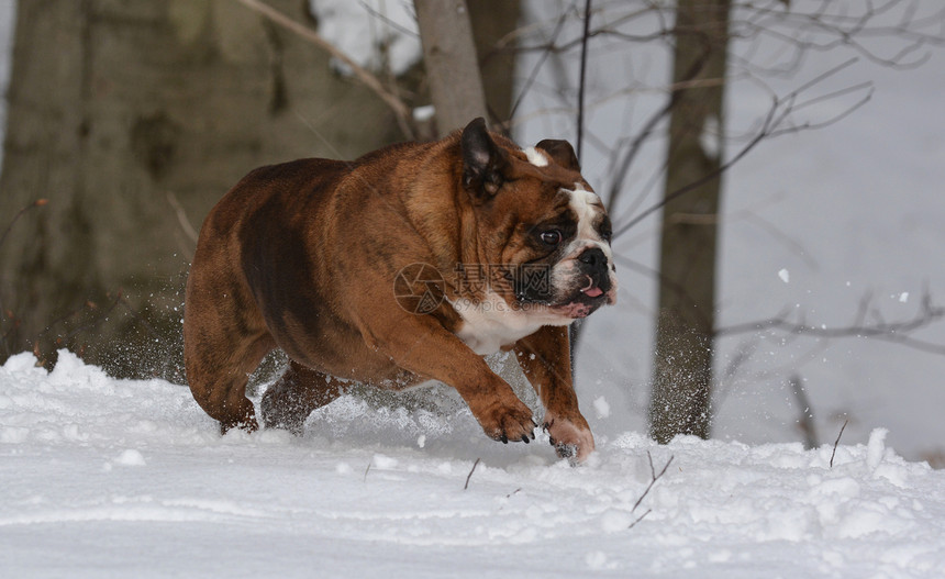 在雪中玩斗牛犬图片