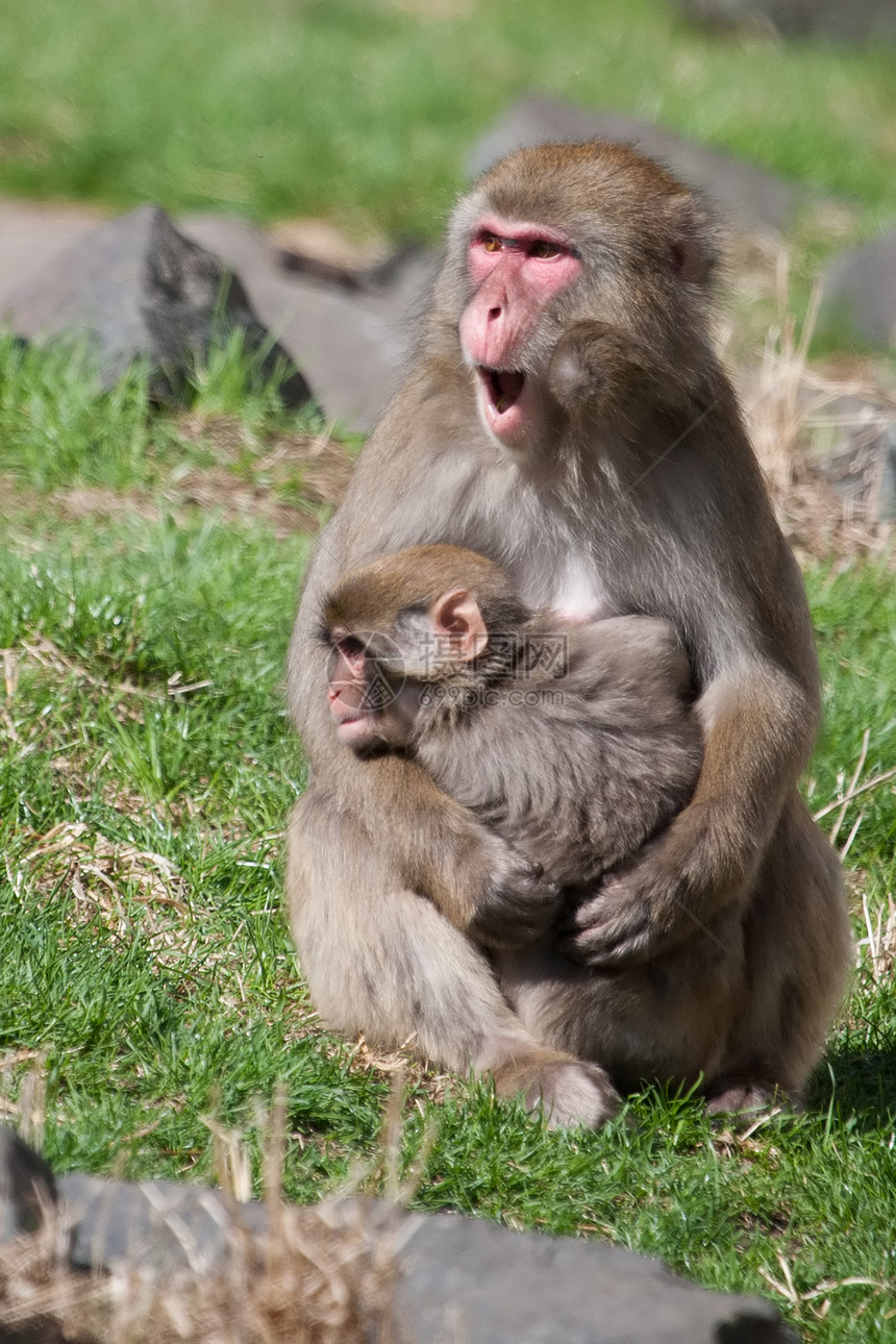 母亲和婴儿马卡克雪猴石头野生动物哺乳动物温泉灵长类旅行公园毛皮猕猴头发图片