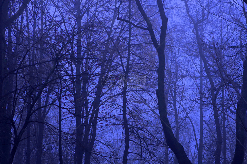 蓝夜林村庄花园树木天气时间公园旅行植物森林薄雾图片