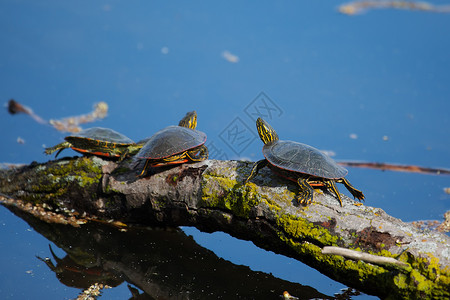 兰坎皮海龟湿的皮塔晒太阳高清图片