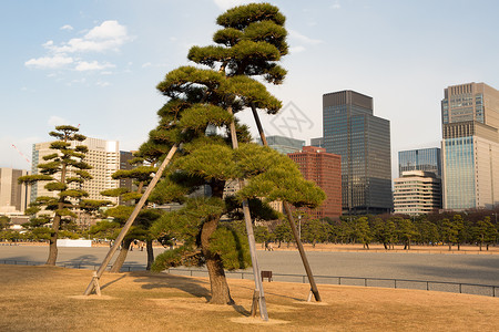 皇宫堀和松树东京皇宫巨型骨盆背景