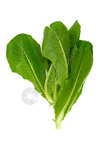 新鲜生菜食物叶子蔬菜健康饮食绿色背景图片