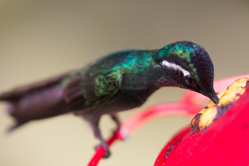 哥斯达黎加的蜂鸟组织翅膀红褐色绿色飞行红色野生动物鳄鱼图片