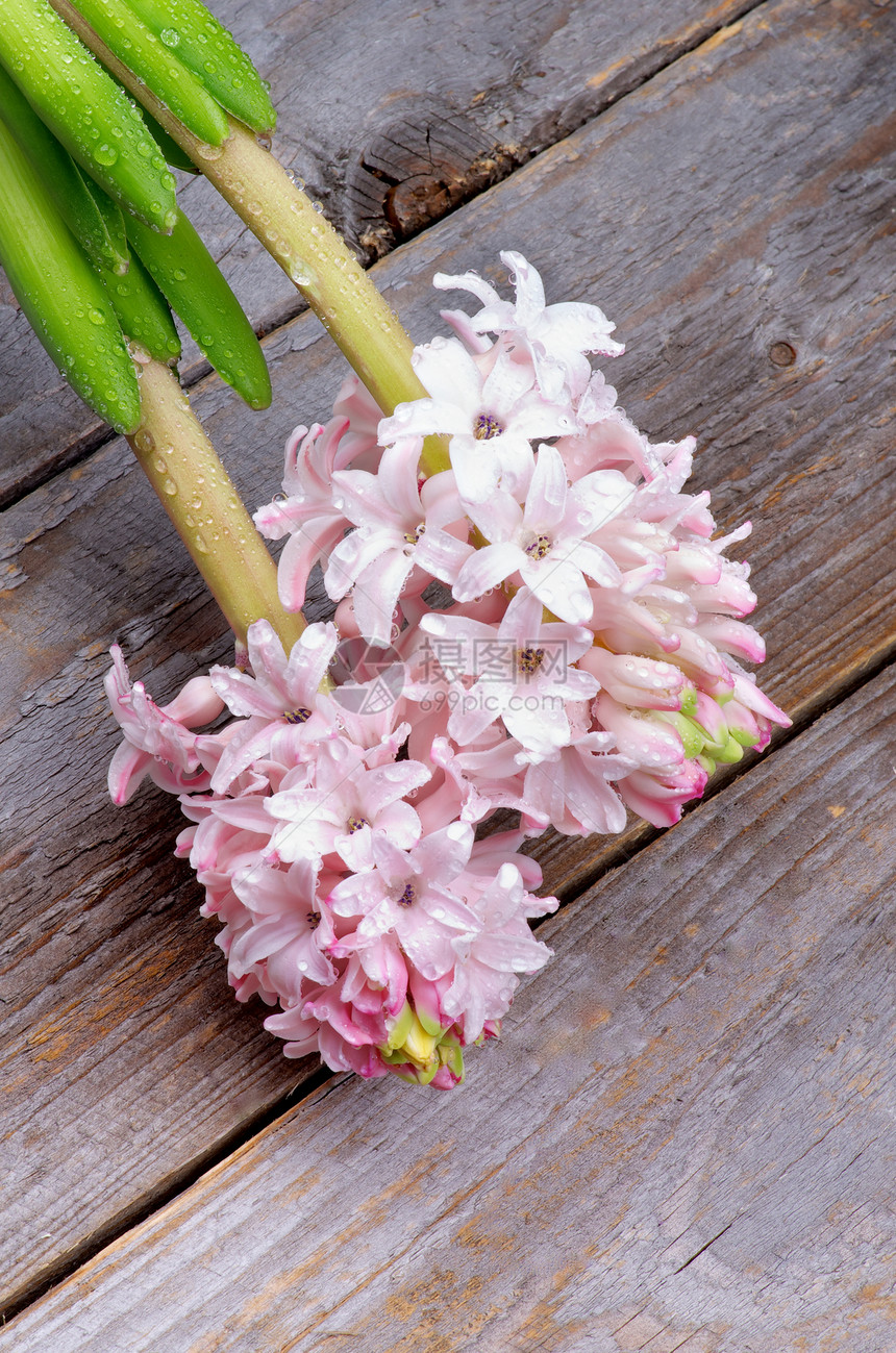 粉色花纹叶子紫色水滴花头花朵柔软度乡村生长植物学飞沫图片