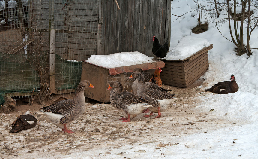 灰鹅羽毛国家母鸡家禽动物谷仓农场农家院冻结配种图片