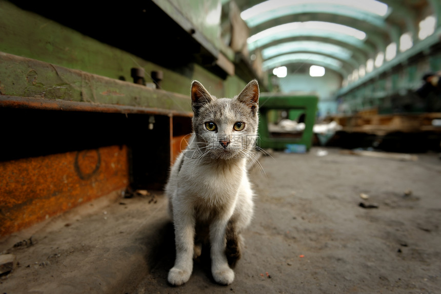 坐在工厂里的肮脏街头猫伤害疾病宠物小猫荒野孤独流浪建筑手表地面图片