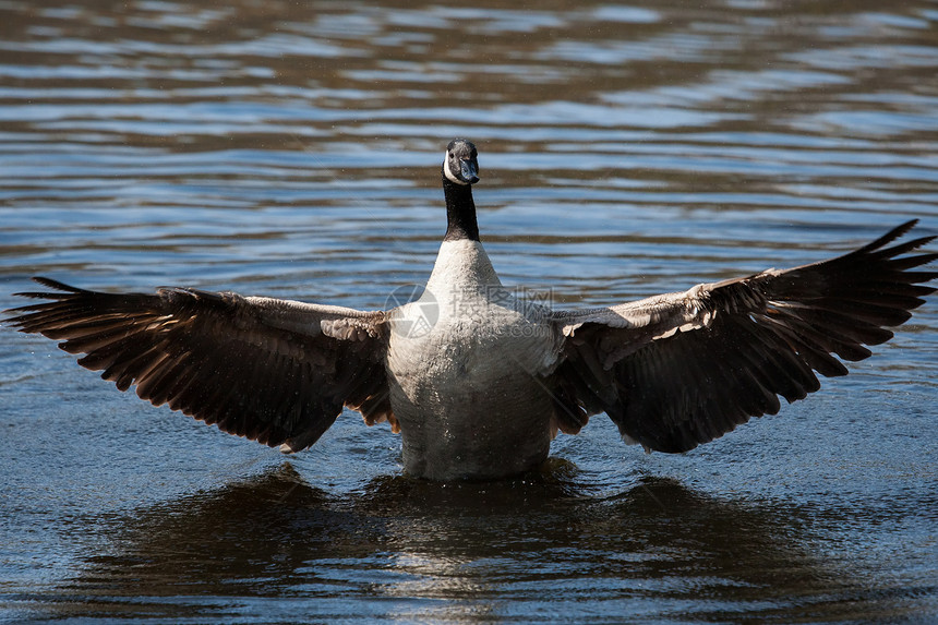 加拿大鹅摇摆翅膀鸟类水禽脖子动物群眼睛水鸟野生动物季节羽毛池塘图片