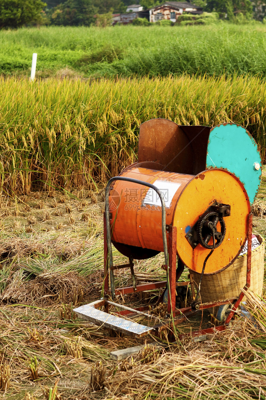 旧水稻木机草地机器稻田工人培育季节谷物收割机栽培男人图片