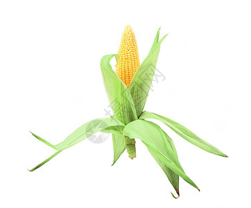 新鲜的玉米条装在火箭上水平棒子面饮食谷物蔬菜黄色收成食物营养绿色背景图片