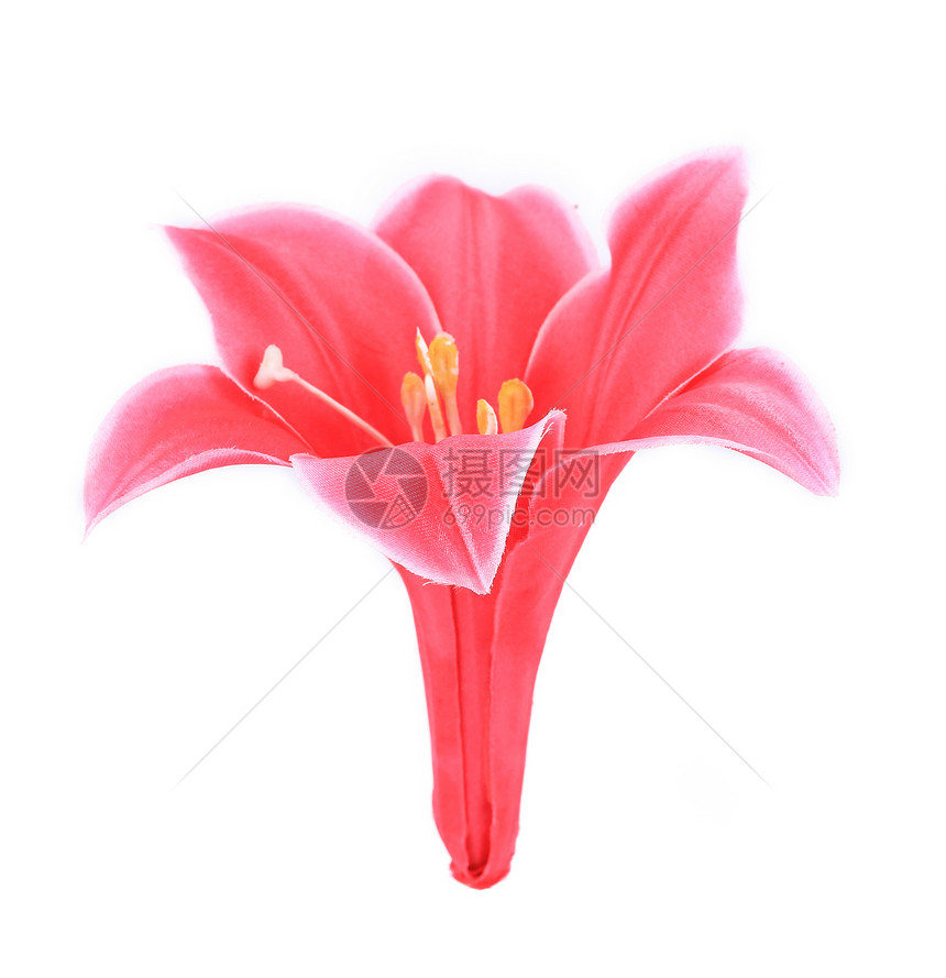 粉红色花朵的紧贴温泉菊花花束紫色花瓣礼物雏菊花园明信片植物图片