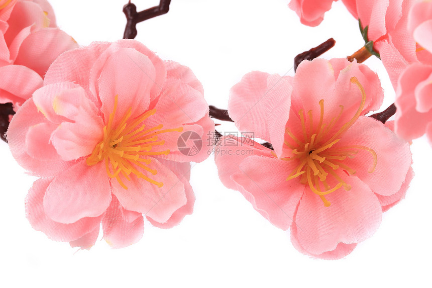 紧贴粉红色的花朵甘菊美丽花瓣雏菊植物花束菊花植物群礼物紫色图片