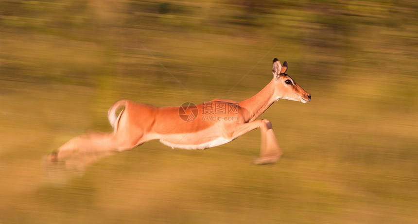Impala 运行中荒野动物野生动物速度运动跑步哺乳动物图片