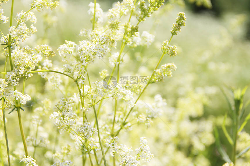 白花背景树叶白色花朵植物园林花园荒野园艺花卉图片