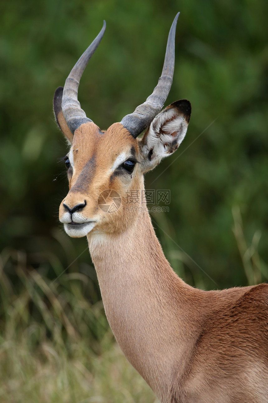 Impala 蚂蚁座公园动物食草衬套耳朵眼睛游戏哺乳动物棕色牛角图片
