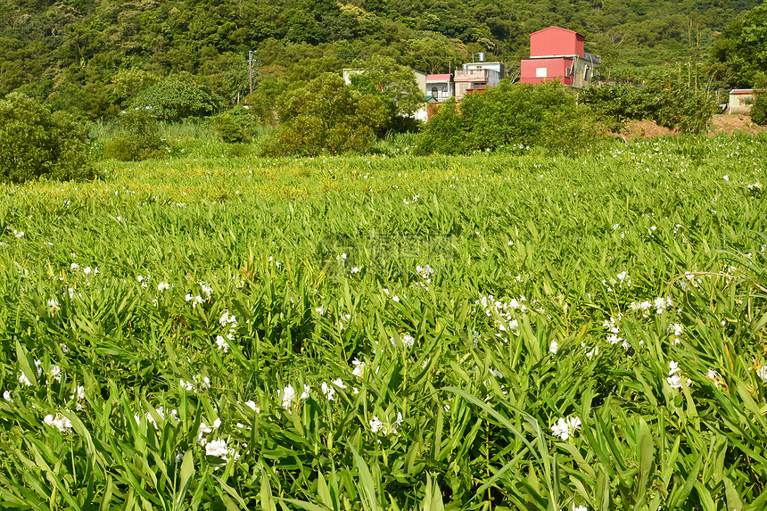 Ginger Lily农场国家热带农田植物农村植物群培育场景牧歌草地图片