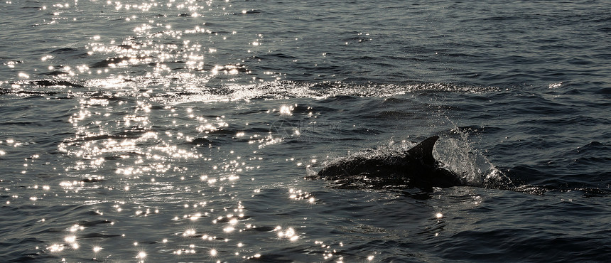 海豚从水中上来背光生活环境海洋微笑游泳蓝色热带速度游泳者图片