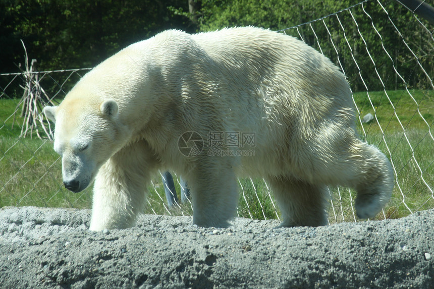 北极熊游泳自然光水平动物园图片