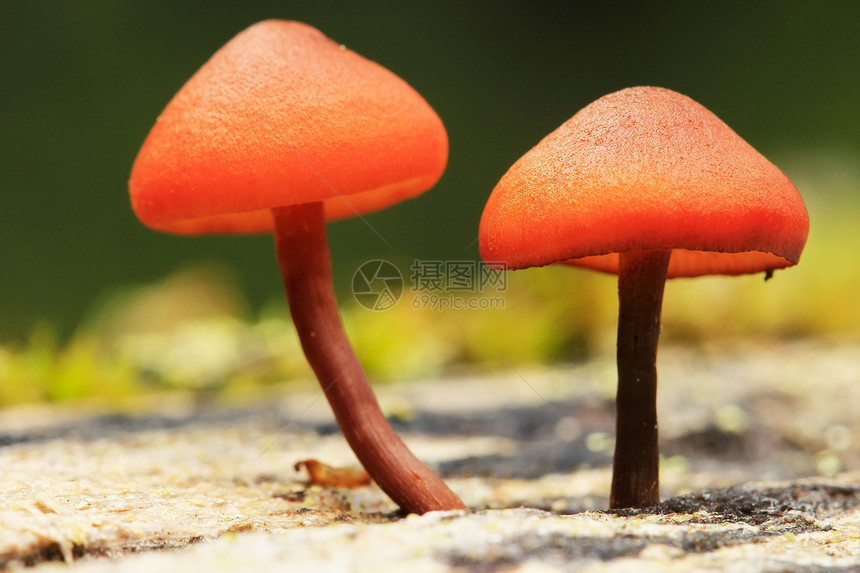 小型橙色蘑菇 加拿大Yoho国家公园橙子公园宏观国家高山荒野森林绿色树木风景图片